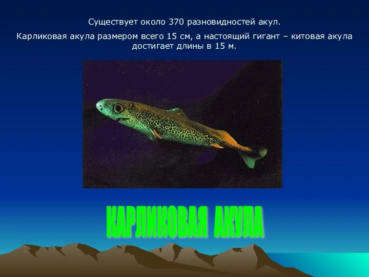 Существует около 370 разновидностей акул. Карликовая акула размером всего 15 см,