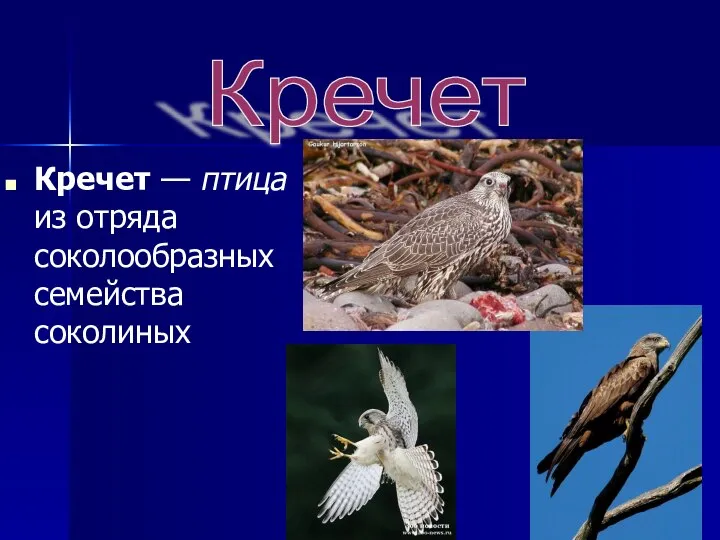 Кречет — птица из отряда соколообразных семейства соколиных Кречет