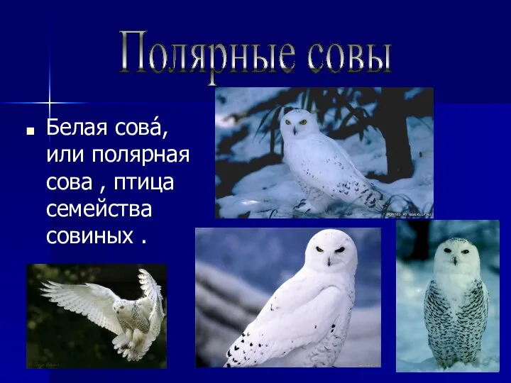 Белая сова́, или полярная сова , птица семейства совиных . Полярные совы