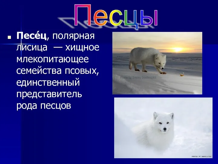 Песе́ц, полярная лисица — хищное млекопитающее семейства псовых, единственный представитель рода песцов Песцы