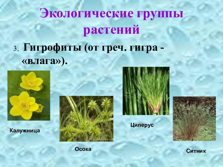 Экологические группы растений 3. Гигрофиты (от греч. гигра - «влага»). Калужница Осока Циперус Ситник