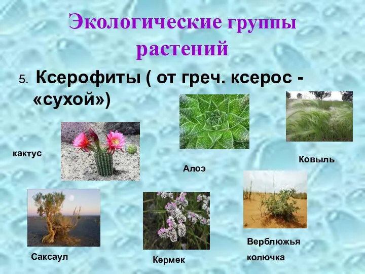 Экологические группы растений 5. Ксерофиты ( от греч. ксерос - «сухой»)