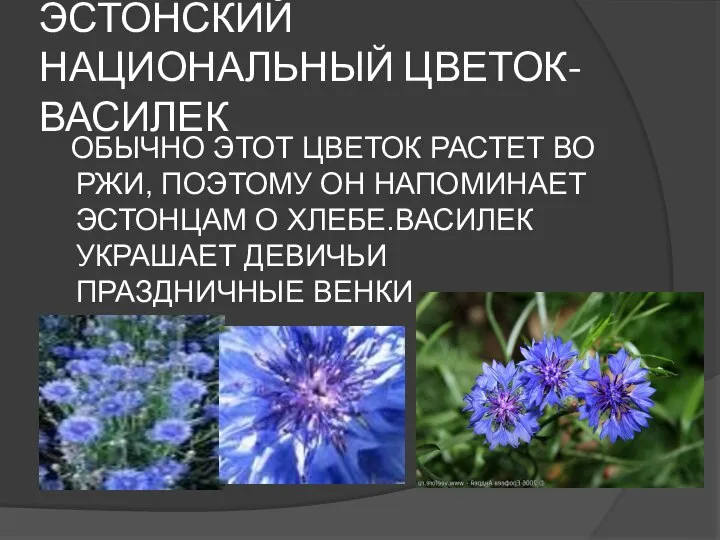 ЭСТОНСКИЙ НАЦИОНАЛЬНЫЙ ЦВЕТОК- ВАСИЛЕК ОБЫЧНО ЭТОТ ЦВЕТОК РАСТЕТ ВО РЖИ, ПОЭТОМУ