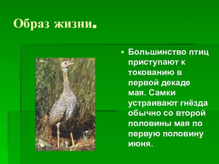 Образ жизни. Большинство птиц приступают к токованию в первой декаде мая.