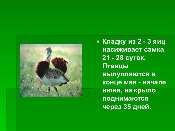 Кладку из 2 - 3 яиц насиживает самка 21 - 28