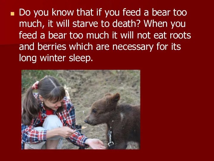 Do you know that if you feed a bear too much,