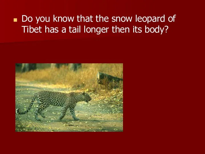 Do you know that the snow leopard of Tibet has a tail longer then its body?