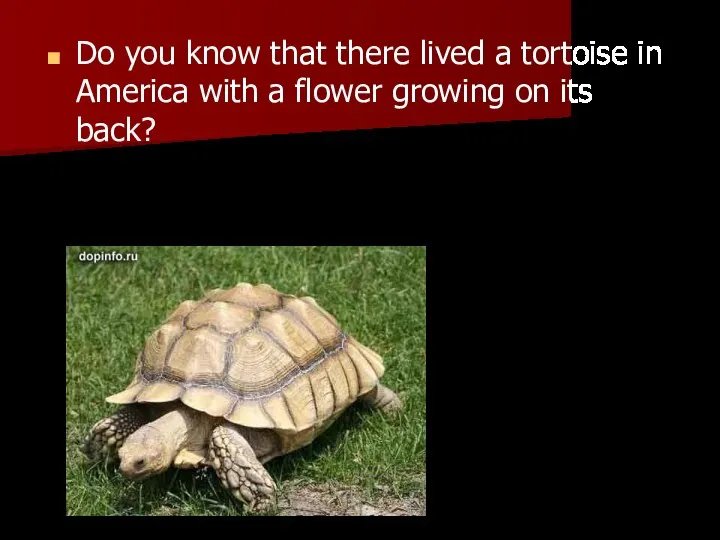 Do you know that there lived a tortoise in America with