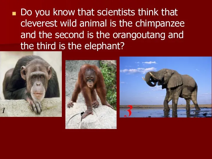 Do you know that scientists think that cleverest wild animal is