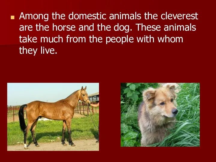 Among the domestic animals the cleverest are the horse and the