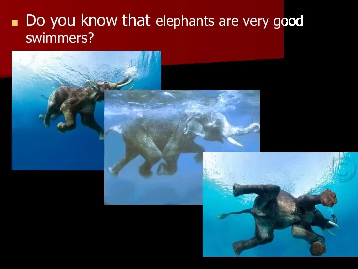 Do you know that elephants are very good swimmers?