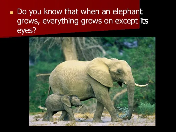 Do you know that when an elephant grows, everything grows on except its eyes?