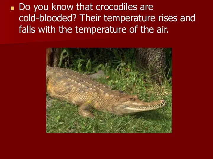 Do you know that crocodiles are cold-blooded? Their temperature rises and