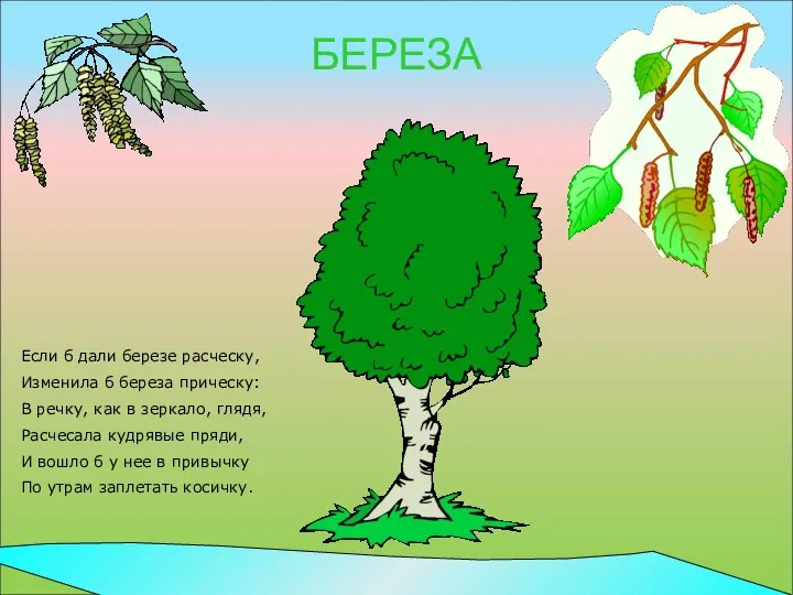 БЕРЕЗА Если б дали березе расческу, Изменила б береза прическу: В