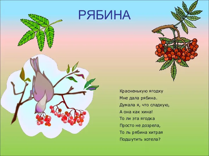 РЯБИНА Красненькую ягодку Мне дала рябина. Думала я, что сладкую, А