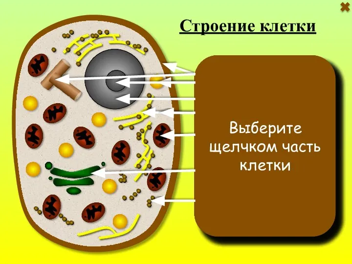 Клеточная мембрана находится под клеточной стенкой. Функции: ограничивает содержимое клетки; защищает