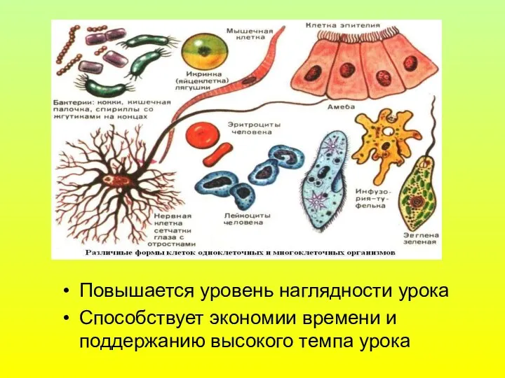 Повышается уровень наглядности урока Способствует экономии времени и поддержанию высокого темпа урока