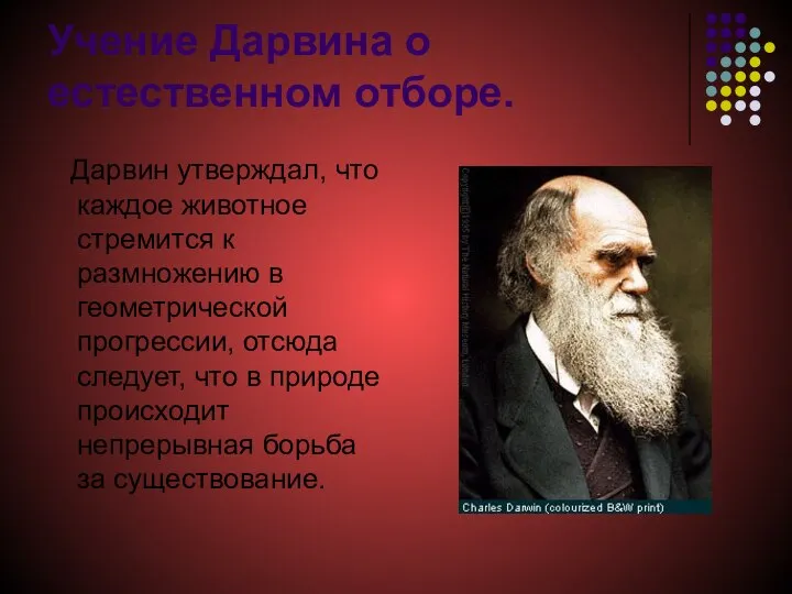 Учение Дарвина о естественном отборе. Дарвин утверждал, что каждое животное стремится