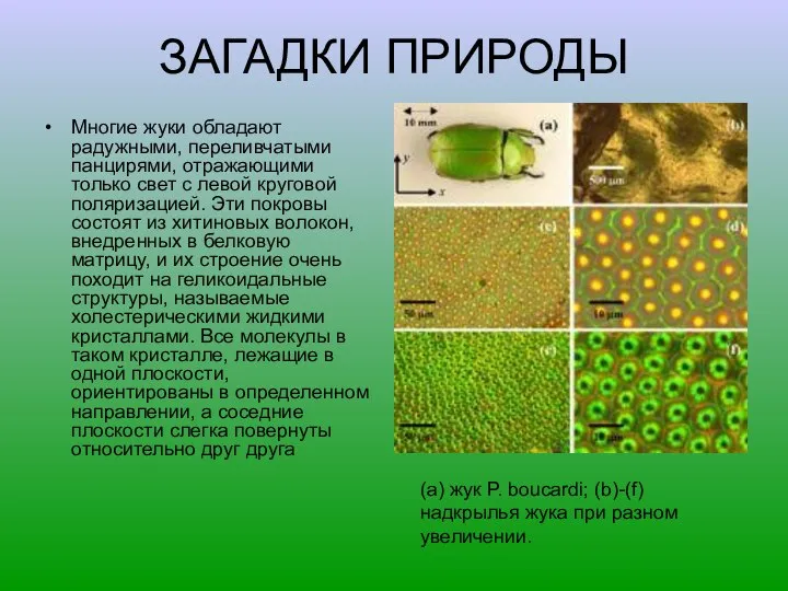 ЗАГАДКИ ПРИРОДЫ Многие жуки обладают радужными, переливчатыми панцирями, отражающими только свет