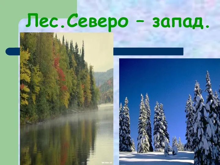 Лес.Северо – запад.