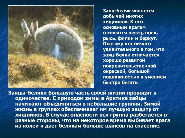 Заяцы-беляки большую часть своей жизни проводят в одиночестве. С приходом зимы