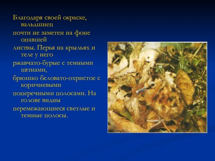 Благодаря своей окраске, вальдшнеп почти не заметен на фоне опавшей листвы.