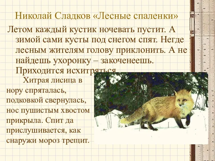 Николай Сладков «Лесные спаленки» Летом каждый кустик ночевать пустит. А зимой