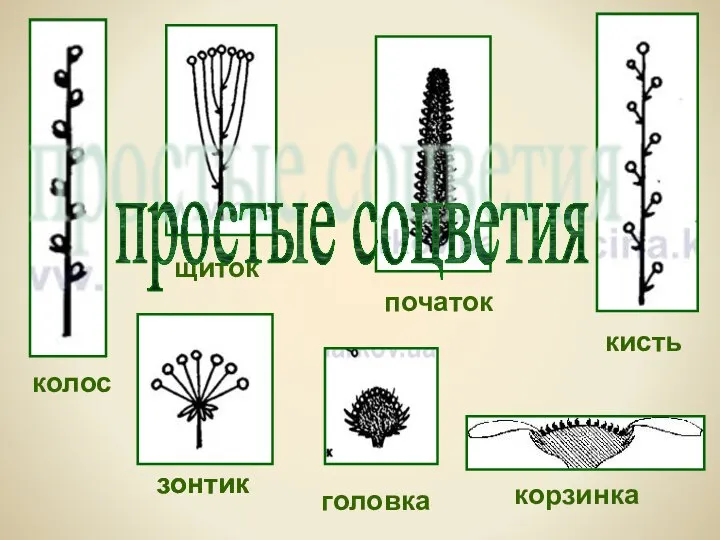 колос зонтик кисть початок щиток головка корзинка простые соцветия зонтик