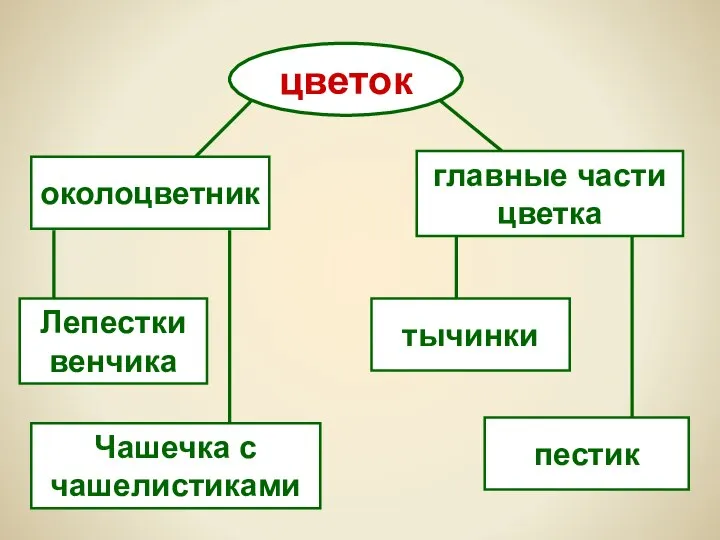 цветок околоцветник главные части цветка Лепестки венчика Чашечка с чашелистиками тычинки пестик