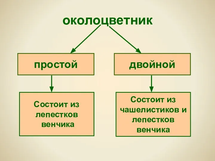 околоцветник простой двойной Состоит из лепестков венчика Состоит из чашелистиков и лепестков венчика