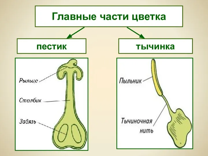 пестик тычинка Главные части цветка