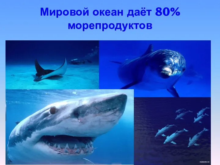 Мировой океан даёт 80% морепродуктов