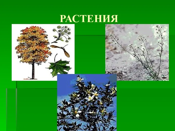 РАСТЕНИЯ