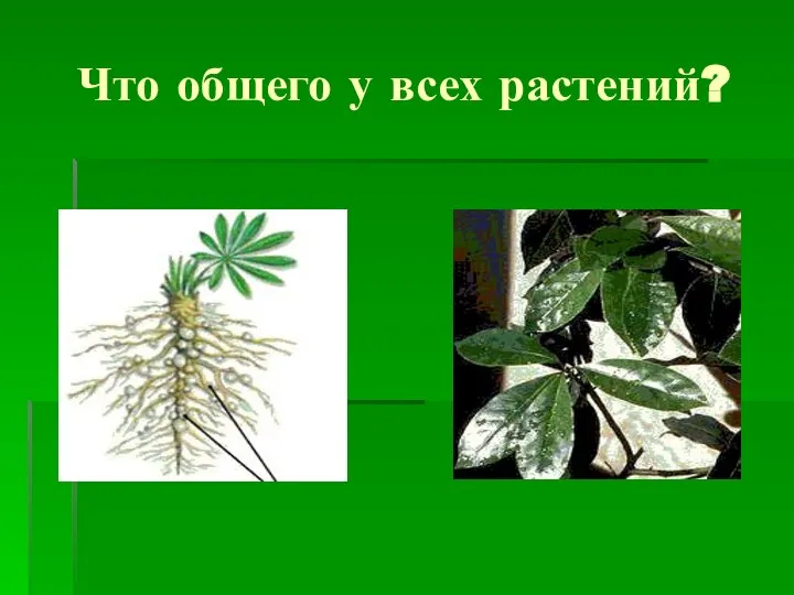 Что общего у всех растений?