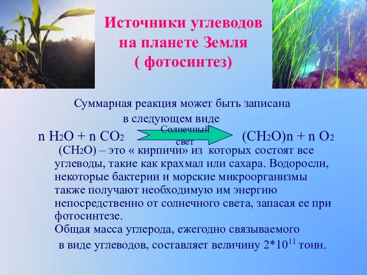 Источники углеводов на планете Земля ( фотосинтез) Суммарная реакция может быть