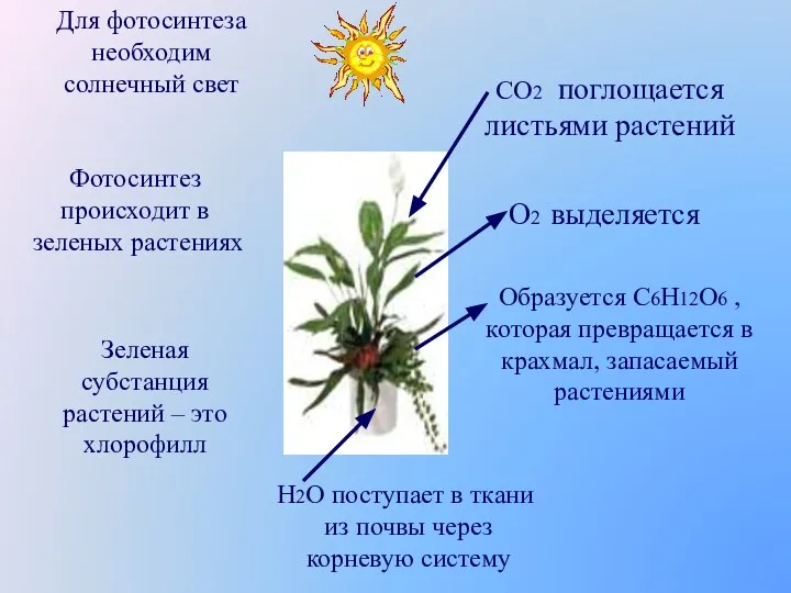 Для фотосинтеза необходим солнечный свет Фотосинтез происходит в зеленых растениях Зеленая