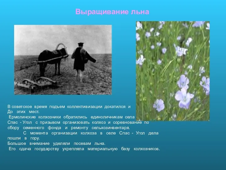 Выращивание льна В советское время подъем коллективизации докатился и До этих