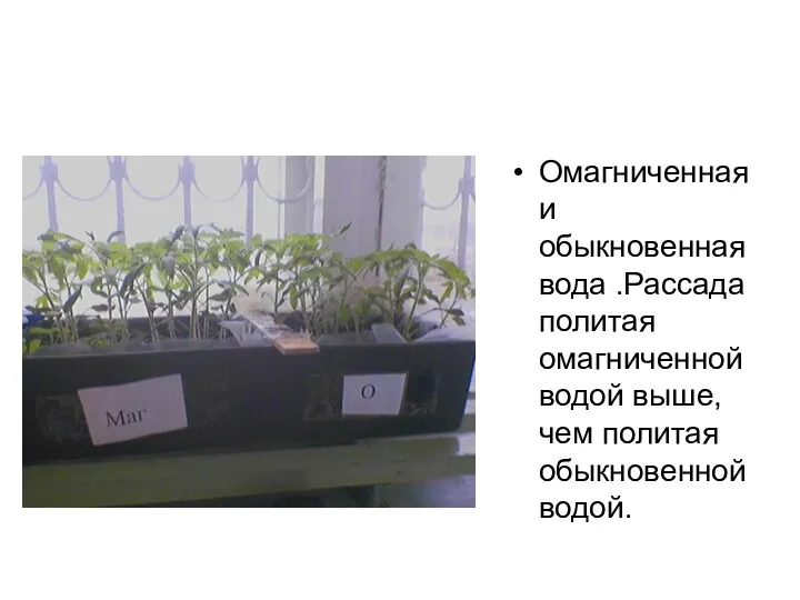 Омагниченная и обыкновенная вода .Рассада политая омагниченной водой выше, чем политая обыкновенной водой.