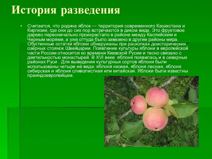 История разведения Считается, что родина яблок — территория современного Казахстана и