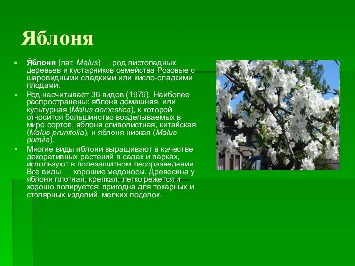 Яблоня Я́блоня (лат. Málus) — род листопадных деревьев и кустарников семейства