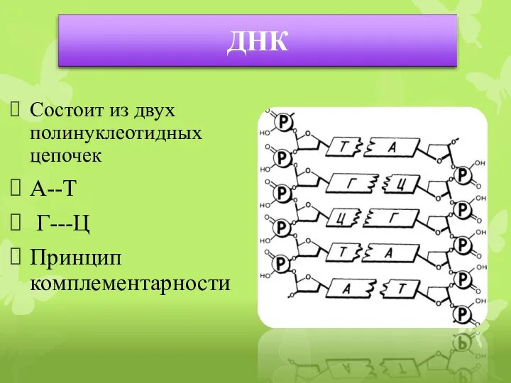 Состоит из двух полинуклеотидных цепочек А--Т Г---Ц Принцип комплементарности