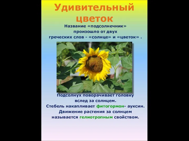 Удивительный цветок Название «подсолнечник» произошло от двух греческих слов - «солнце»