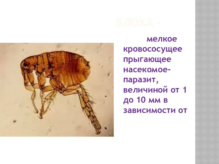 БЛОХА - мелкое кровососущее прыгающее насекомое-паразит, величиной от 1 до 10 мм в зависимости от