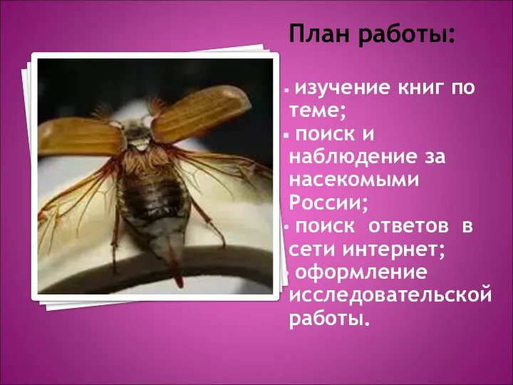 План работы: изучение книг по теме; поиск и наблюдение за насекомыми