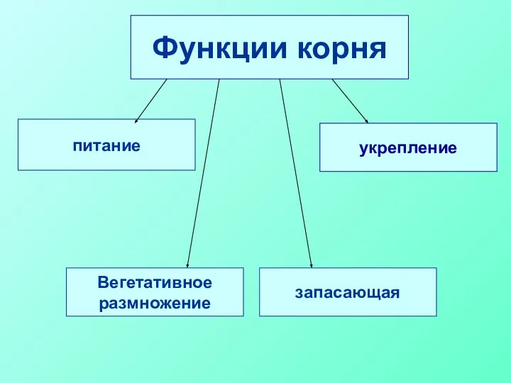 Функции корня укрепление питание запасающая Вегетативное размножение