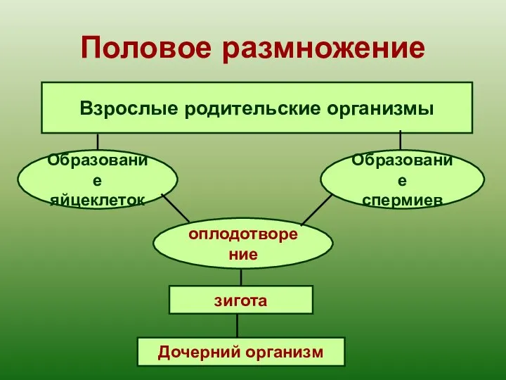 Половое размножение Взрослые родительские организмы Образование яйцеклеток Образование спермиев оплодотворение зигота Дочерний организм