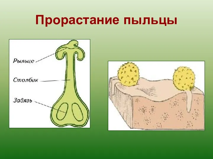 Прорастание пыльцы