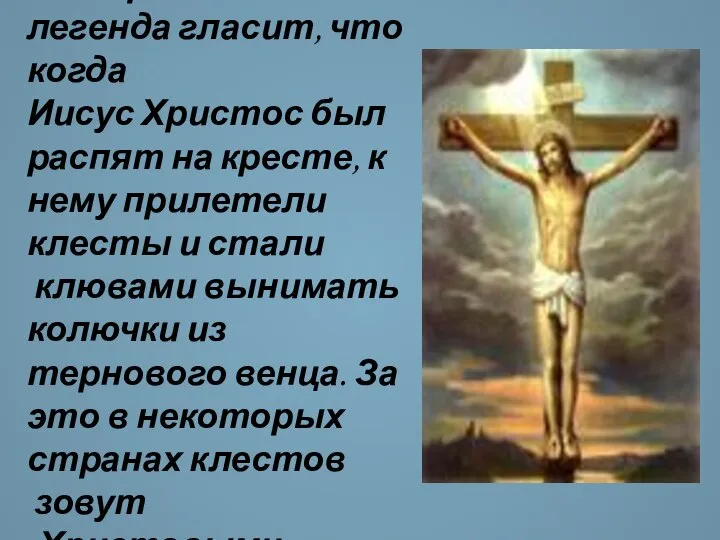 Старинная легенда гласит, что когда Иисус Христос был распят на кресте,