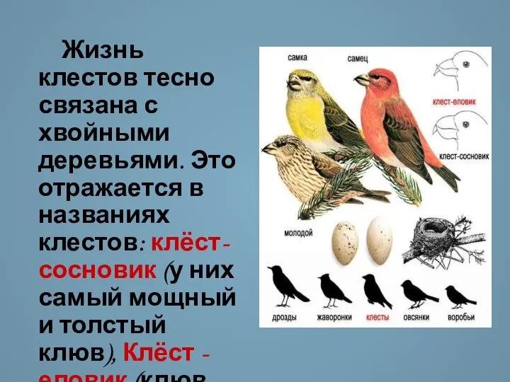 Жизнь клестов тесно связана с хвойными деревьями. Это отражается в названиях