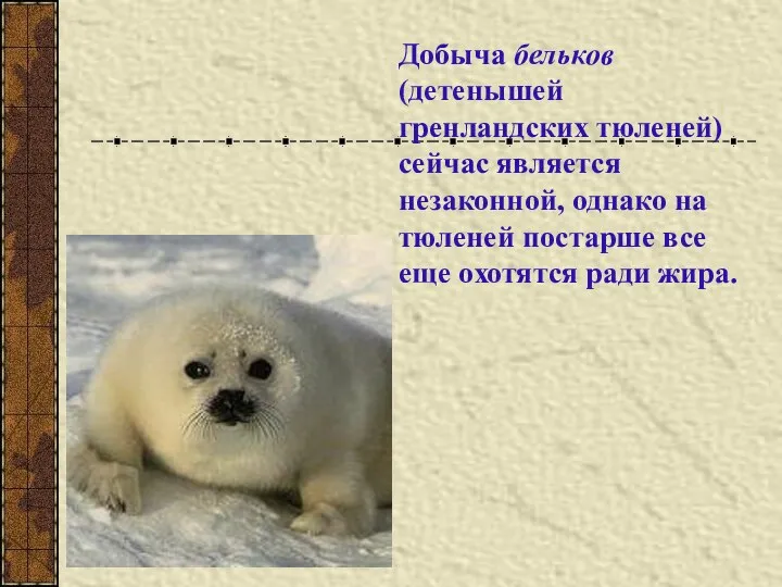 Добыча бельков (детенышей гренландских тюленей) сейчас является незаконной, однако на тюленей